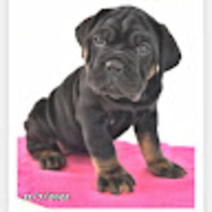 Meet your Posher, Martel